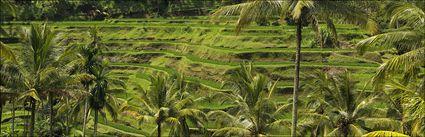 Rice Terraces - Bali H (PBH4 00 16578)